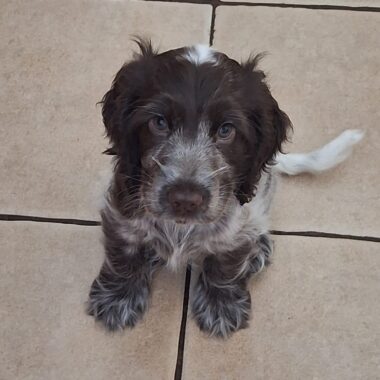 Cocker Spaniel puppy