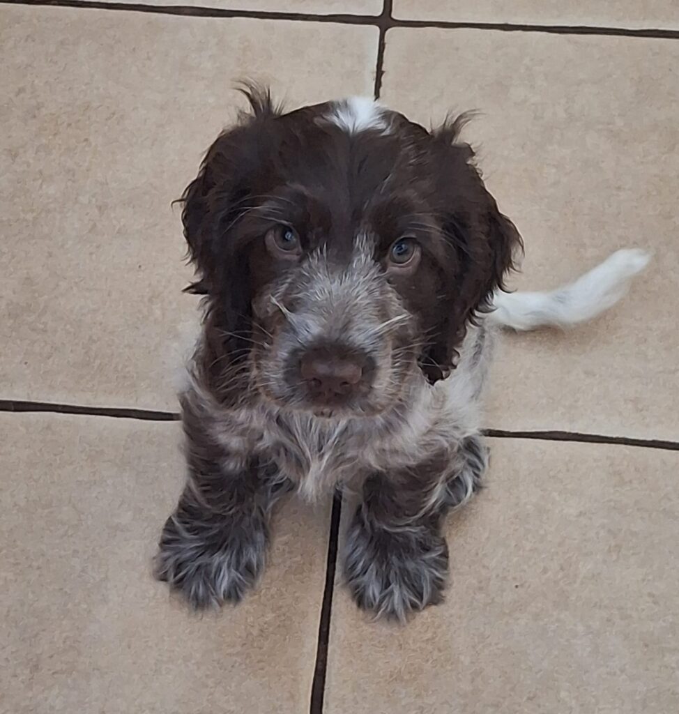 Freya