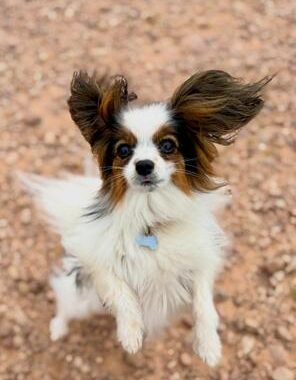 Papillion