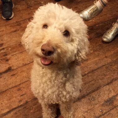 White Poodle cross