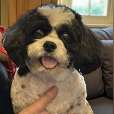 Black and white Cavapoochon