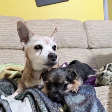 Chihuahua and Yorkie