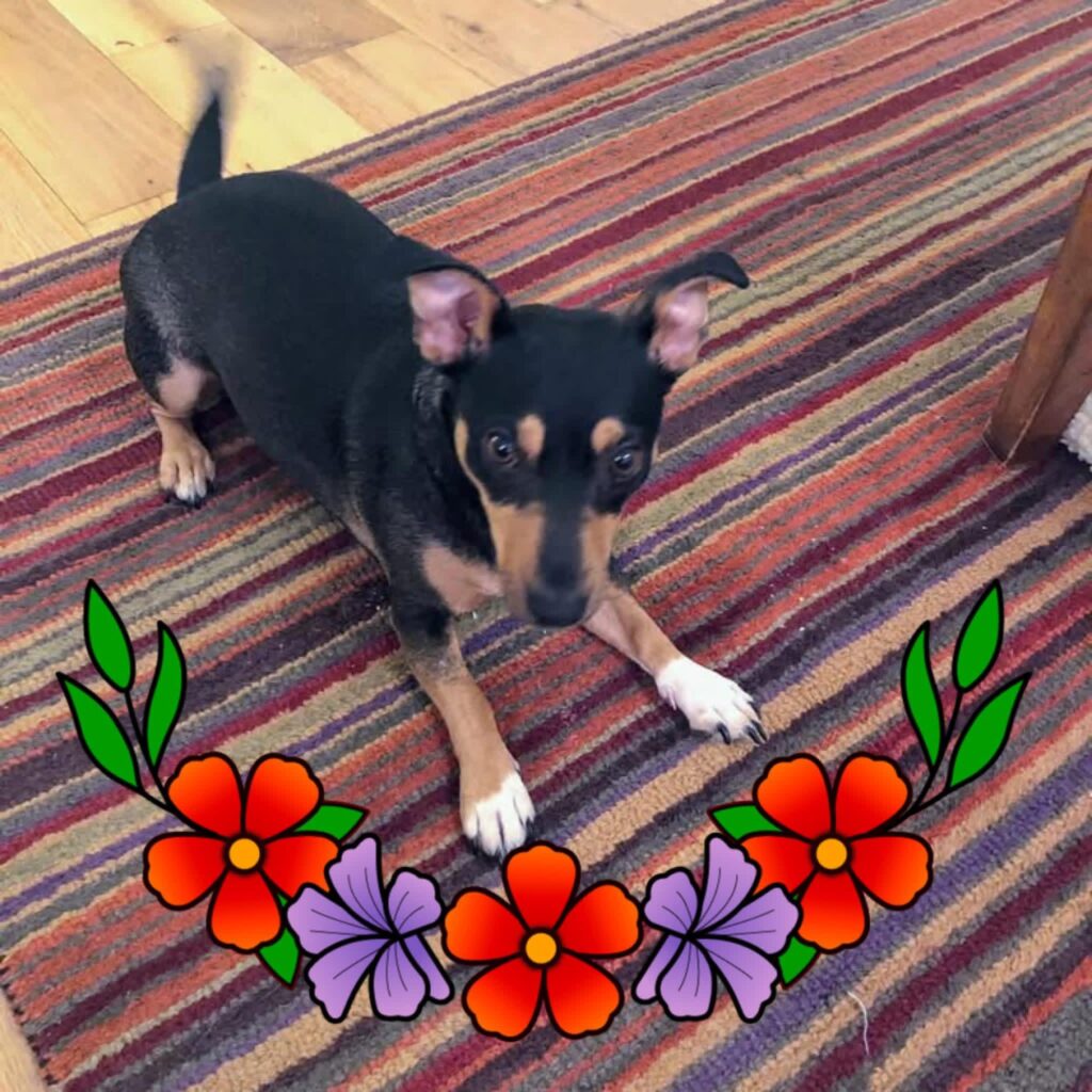 Minnie