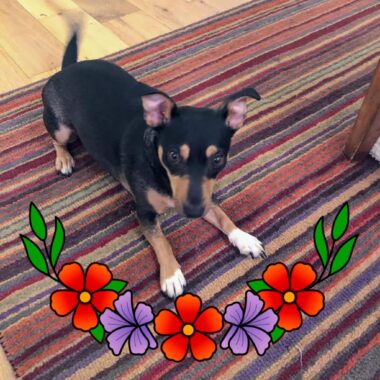 Black and tan Jack Russell