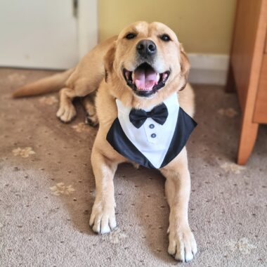 Yellow Labrador