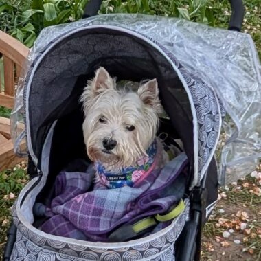 White Westie in pushchair