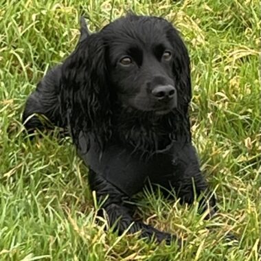Black Cocker Spaniel