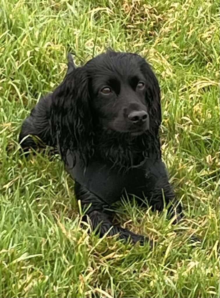 Tegan