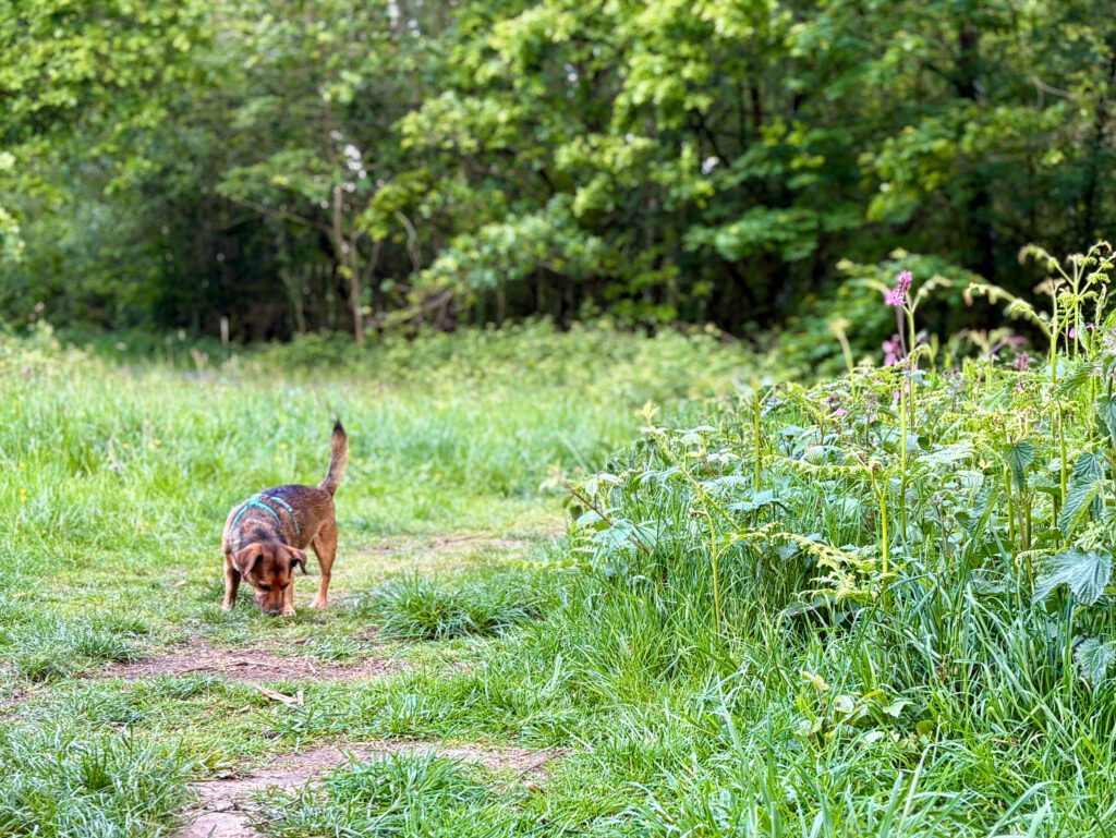 Terrier sniffing in grassy woodland opening