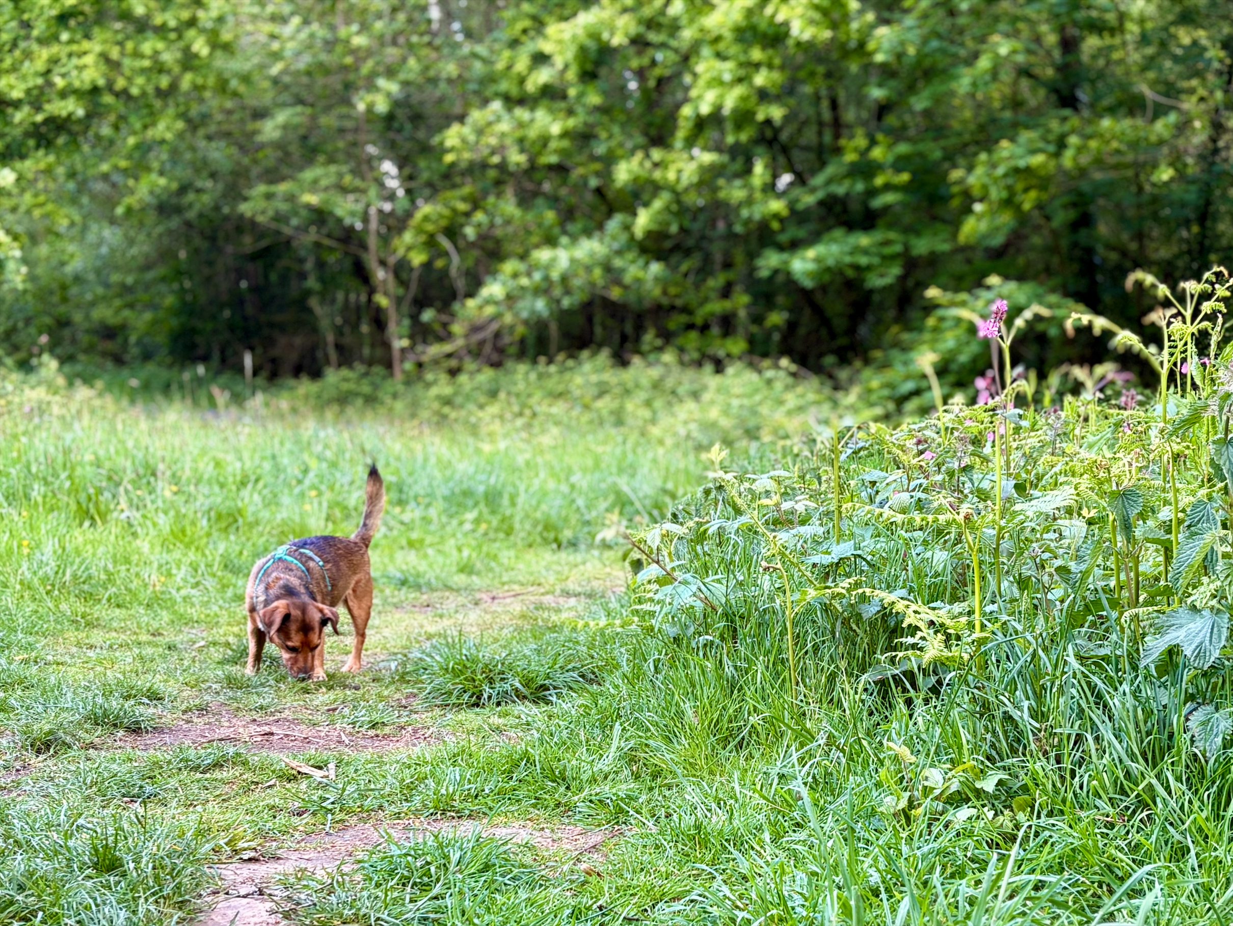 Terrier sniffing in grassy woodland opening