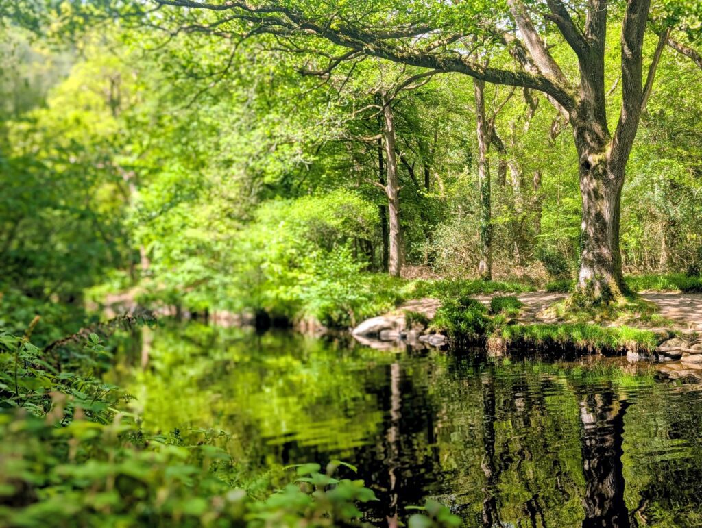 River Teign in woodland