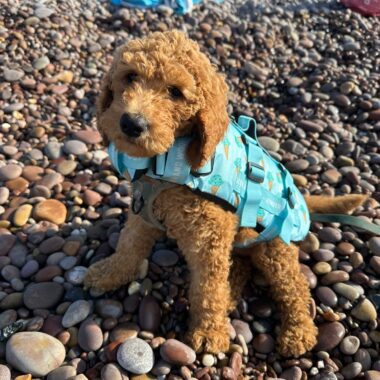 Goldendoodle