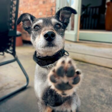 Black and White Mixed breed