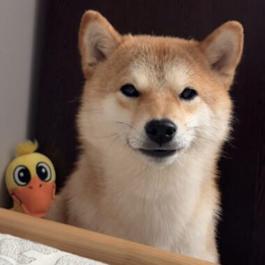 Shiba Inu