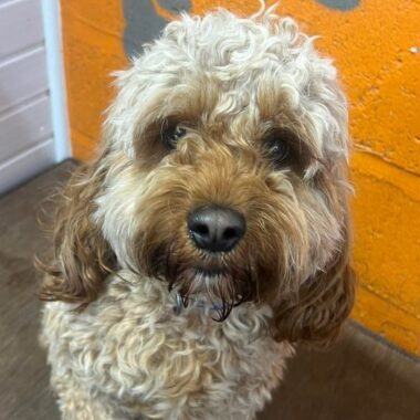Blonde Cavapoo