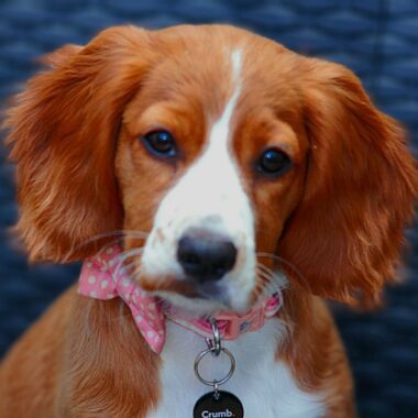 Red Cavapoo
