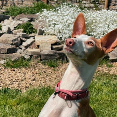 White and red Ibizian Hound