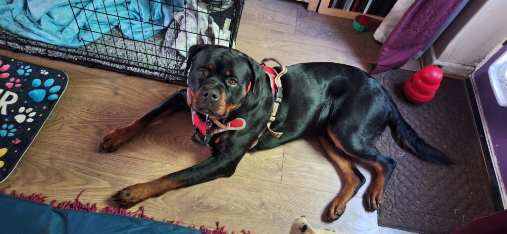 Rolo