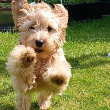 Yellow Labradoodle
