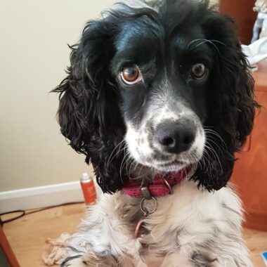 Black and white Cocker spaniel