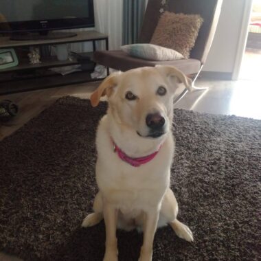 Lab/Retriever mix