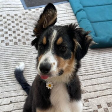 Tricolour Border Collie