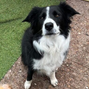Black and white Border Collie