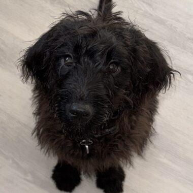 Black Labradoodle