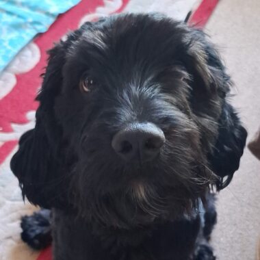 Black Cockapoo