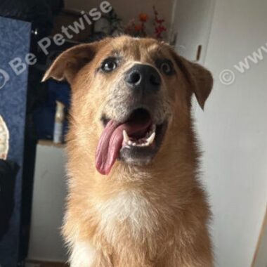 Australian Shepherd Cross
