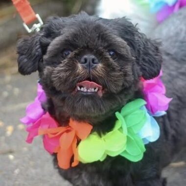 Shihtzu