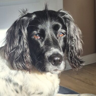 Springer Spaniel