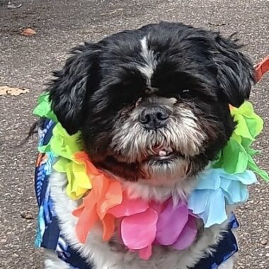 Shihtzu