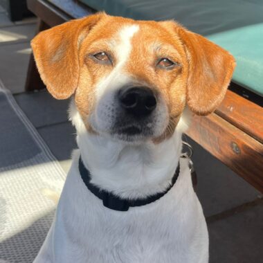 Beagle cross