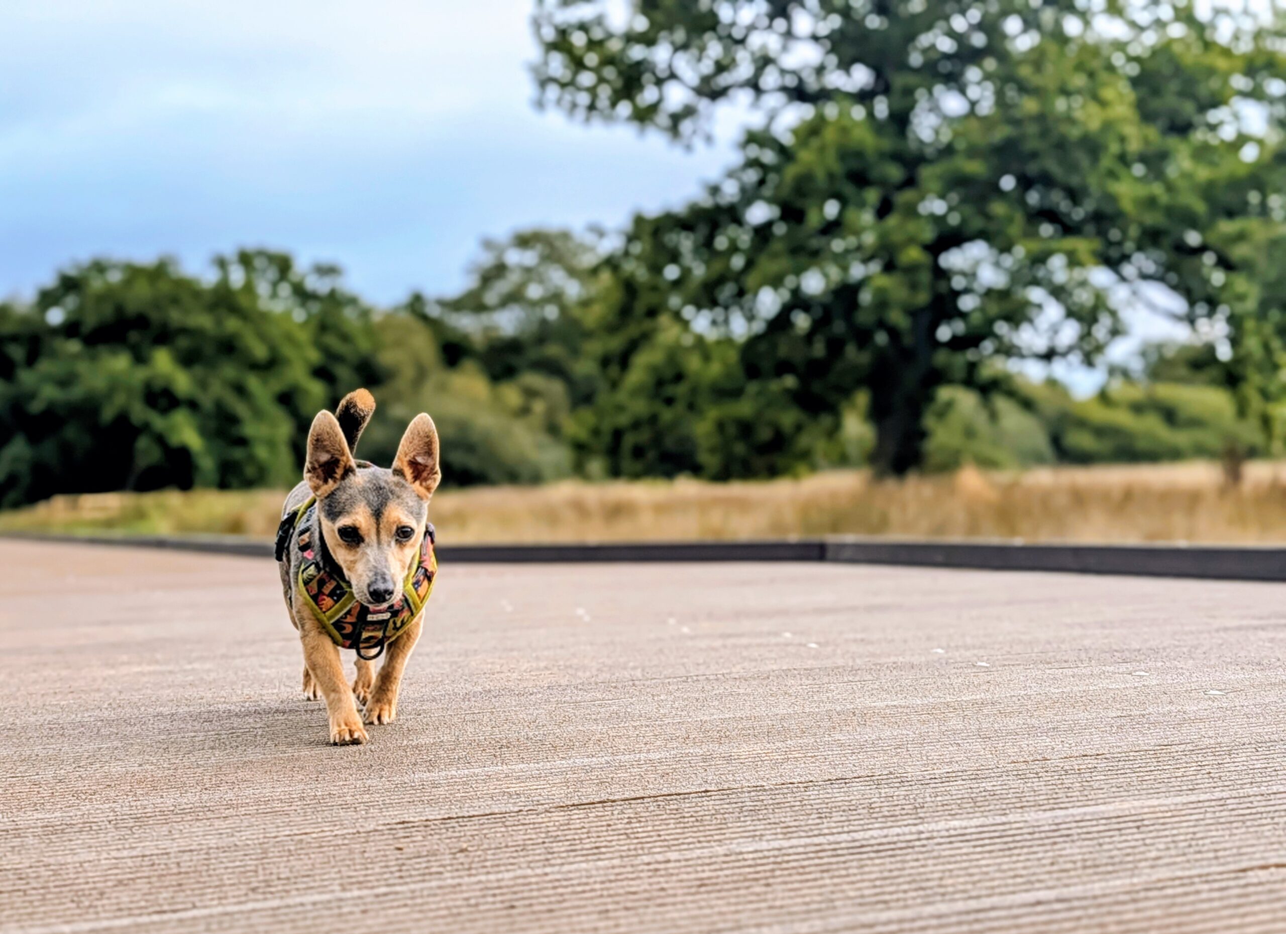 Small terrier walking on board walk