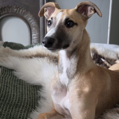 Whippet