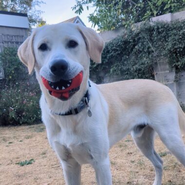 Labrador Retreiver