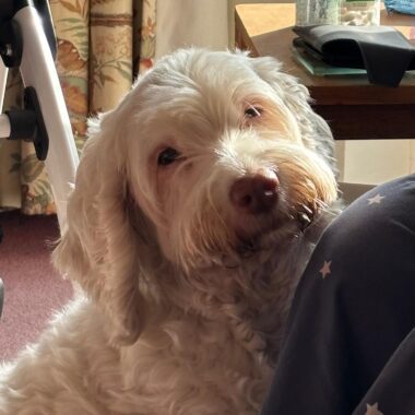 Cockapoo