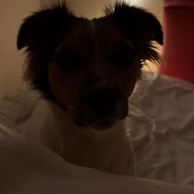 Jack Russell Terrier cross