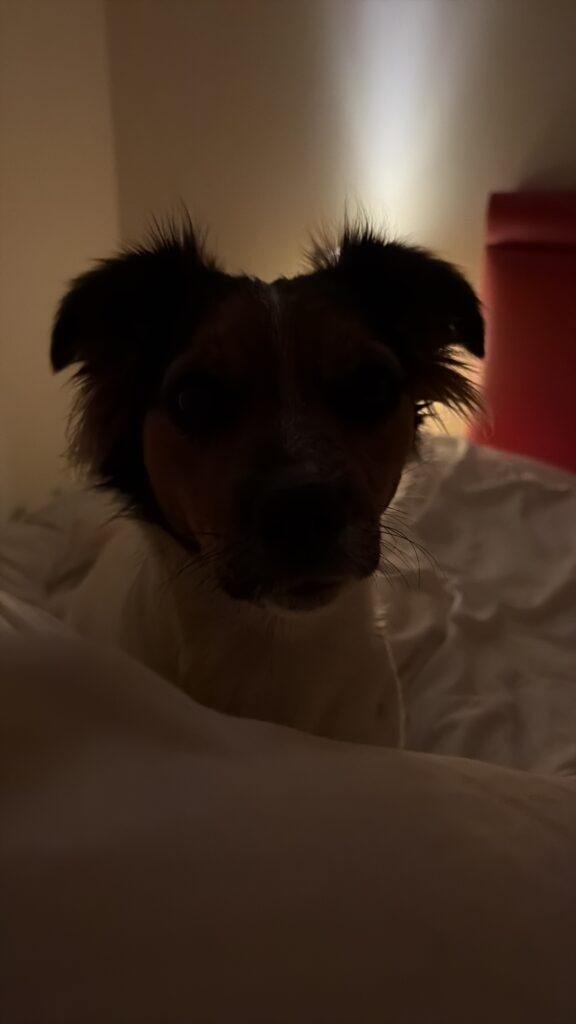 Lily