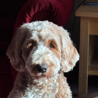 Cockapoo