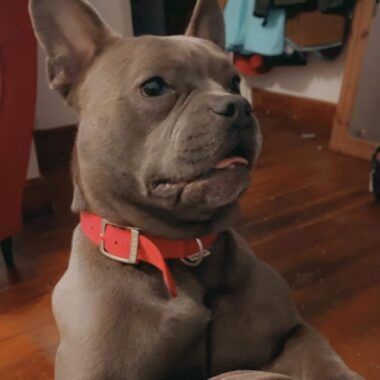 French Bulldog Cross
