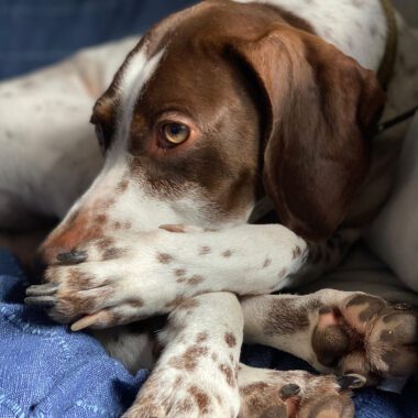 French Pointer