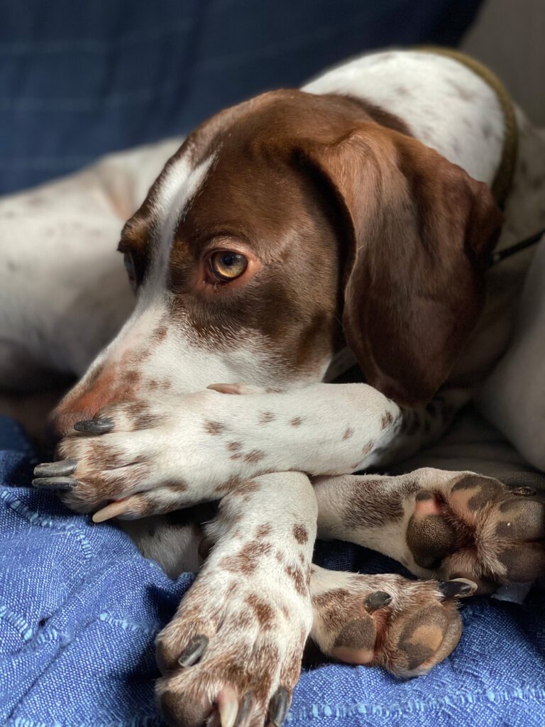 Roo