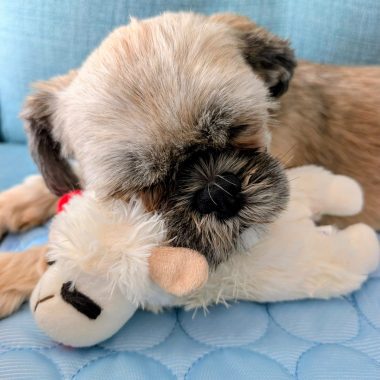 Shih Apso