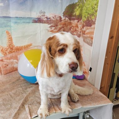 Clumber Spaniel