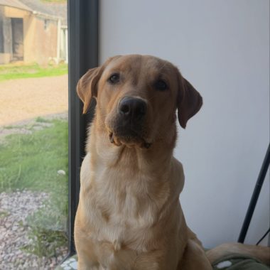 Labrador Retriever