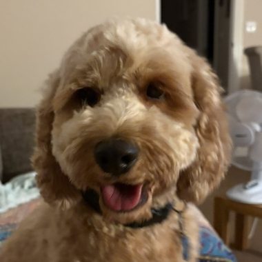 Cockapoo
