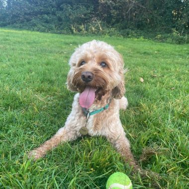 Cockapoo