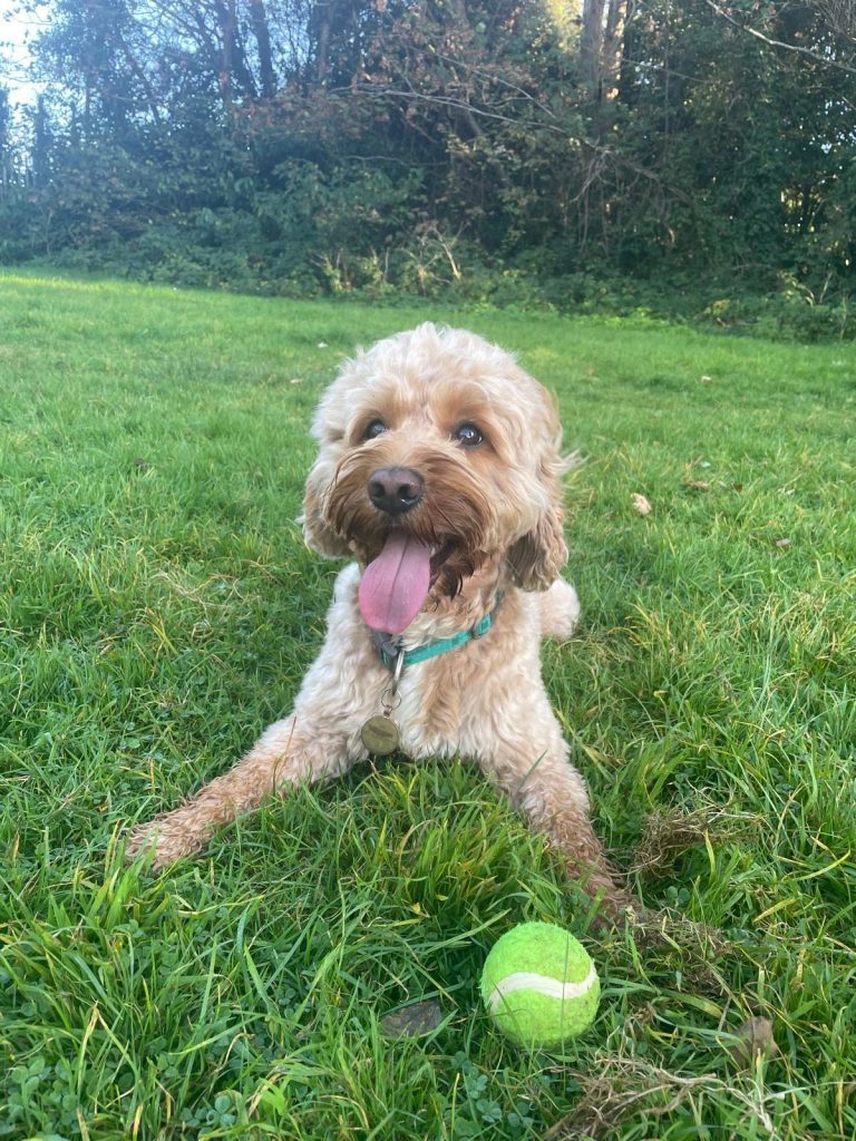 Harvey